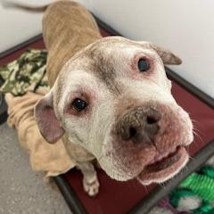 Enlarge Rex, a Adoptable Pit Bull Terrier in La Grange, KY image 5/6