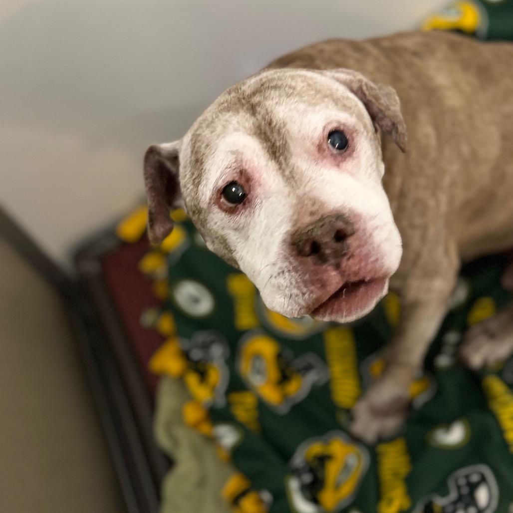 Enlarge Rex, a Adoptable Pit Bull Terrier in La Grange, KY image 6/6