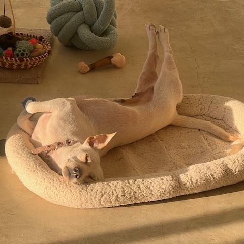 Enlarge Blanquita (aka Blanca), a ADOPTABLE mixed breed in Milwaukie, OR image 1/6