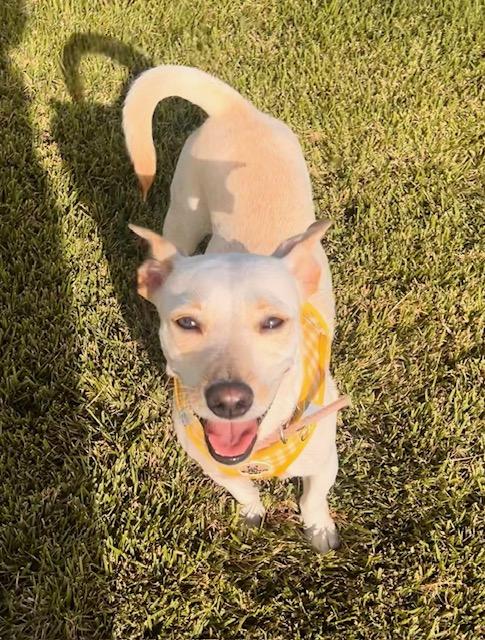 Enlarge Blanquita (aka Blanca), a ADOPTABLE mixed breed in Milwaukie, OR image 5/6