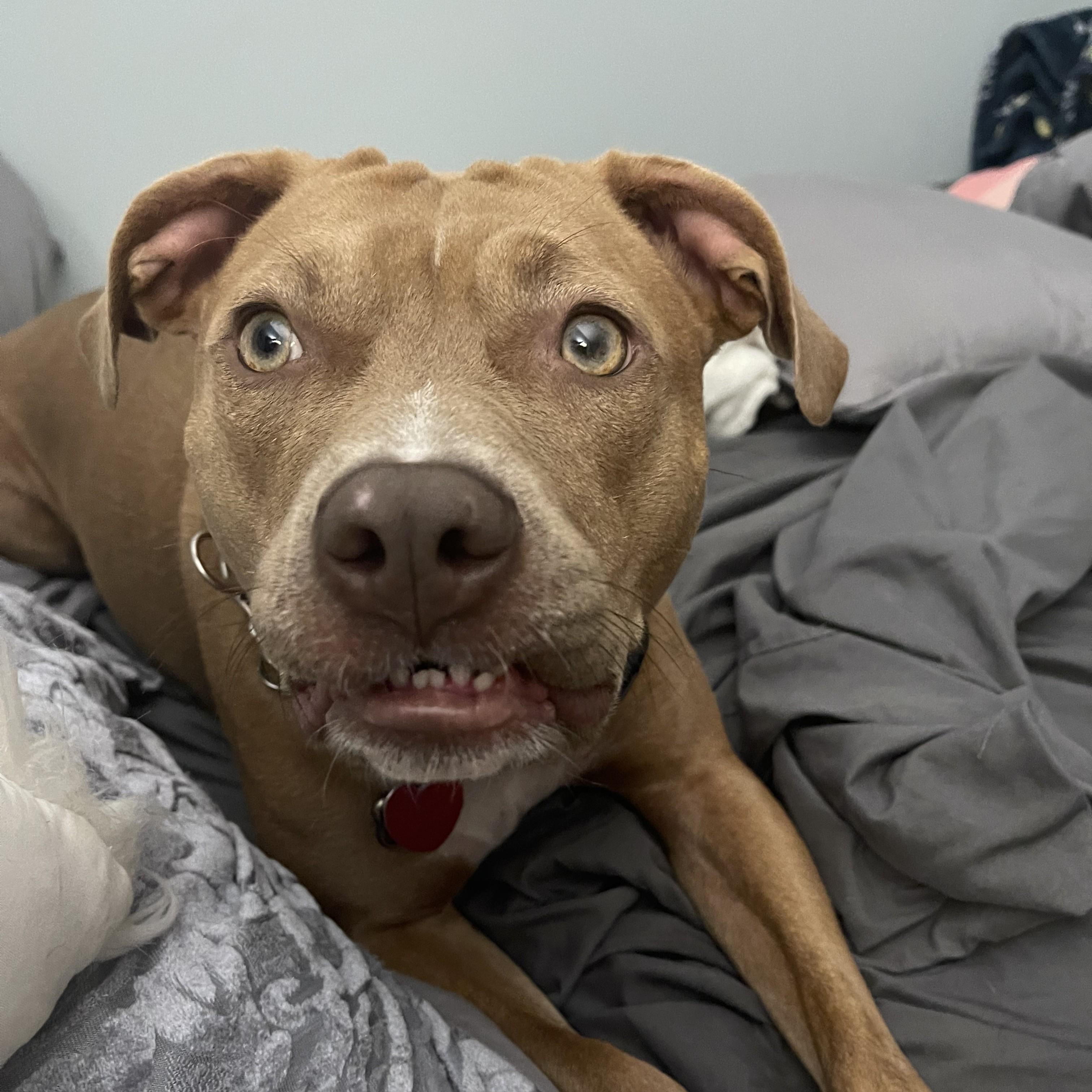 Mocha — thumbnail 4