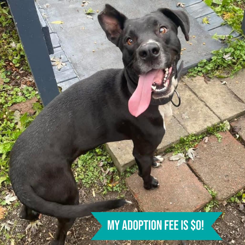 Teddy, Adoptable, Adult Male Mixed Breed.