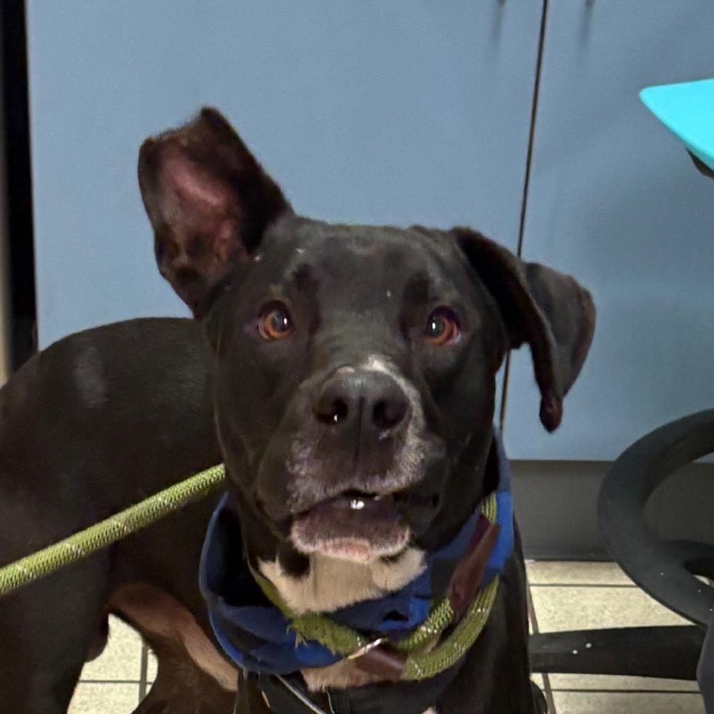 Enlarge Teddy, a Adoptable Mixed Breed in Charleston, WV image 2/4