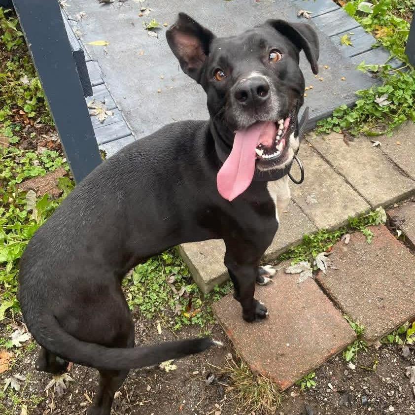 Enlarge Teddy, a Adoptable Mixed Breed in Charleston, WV image 3/4