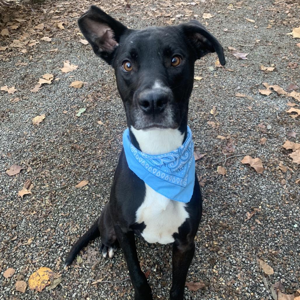 Enlarge Teddy, a Adoptable Mixed Breed in Charleston, WV image 4/4