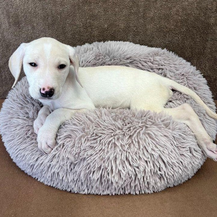 Mona, adopted, Puppy Female Labrador Retriever & Pit Bull Terrier.