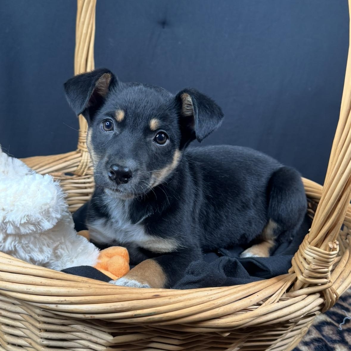 Enlarge Willa, a Adoptable mixed breed in Roscoe, IL image 2/6