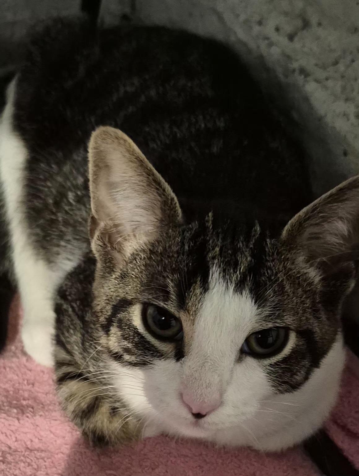 Enlarge MALIK, a Adoptable Domestic Short Hair in Pittsburgh, PA image 2/6