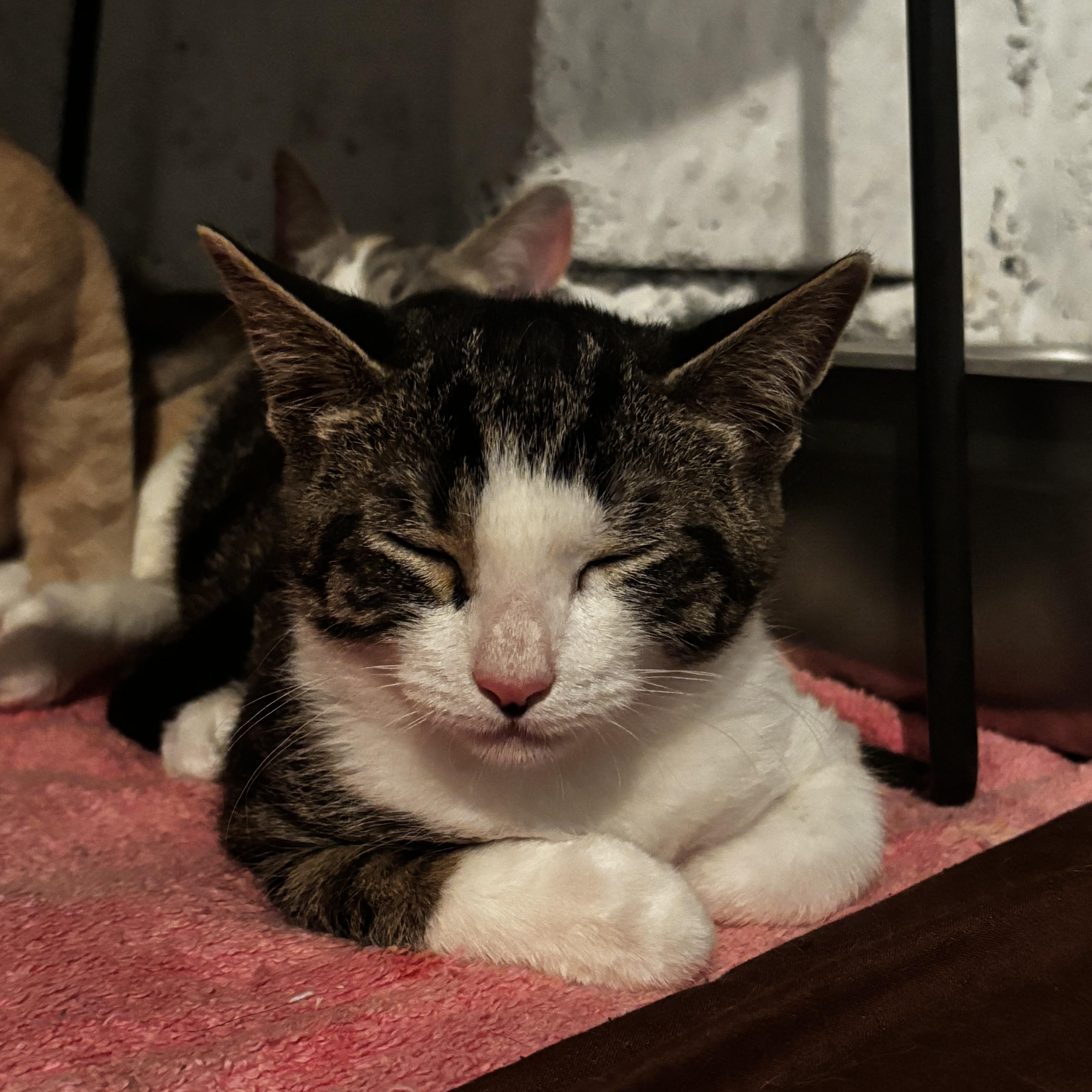 Enlarge MALIK, a Adoptable Domestic Short Hair in Pittsburgh, PA image 3/6