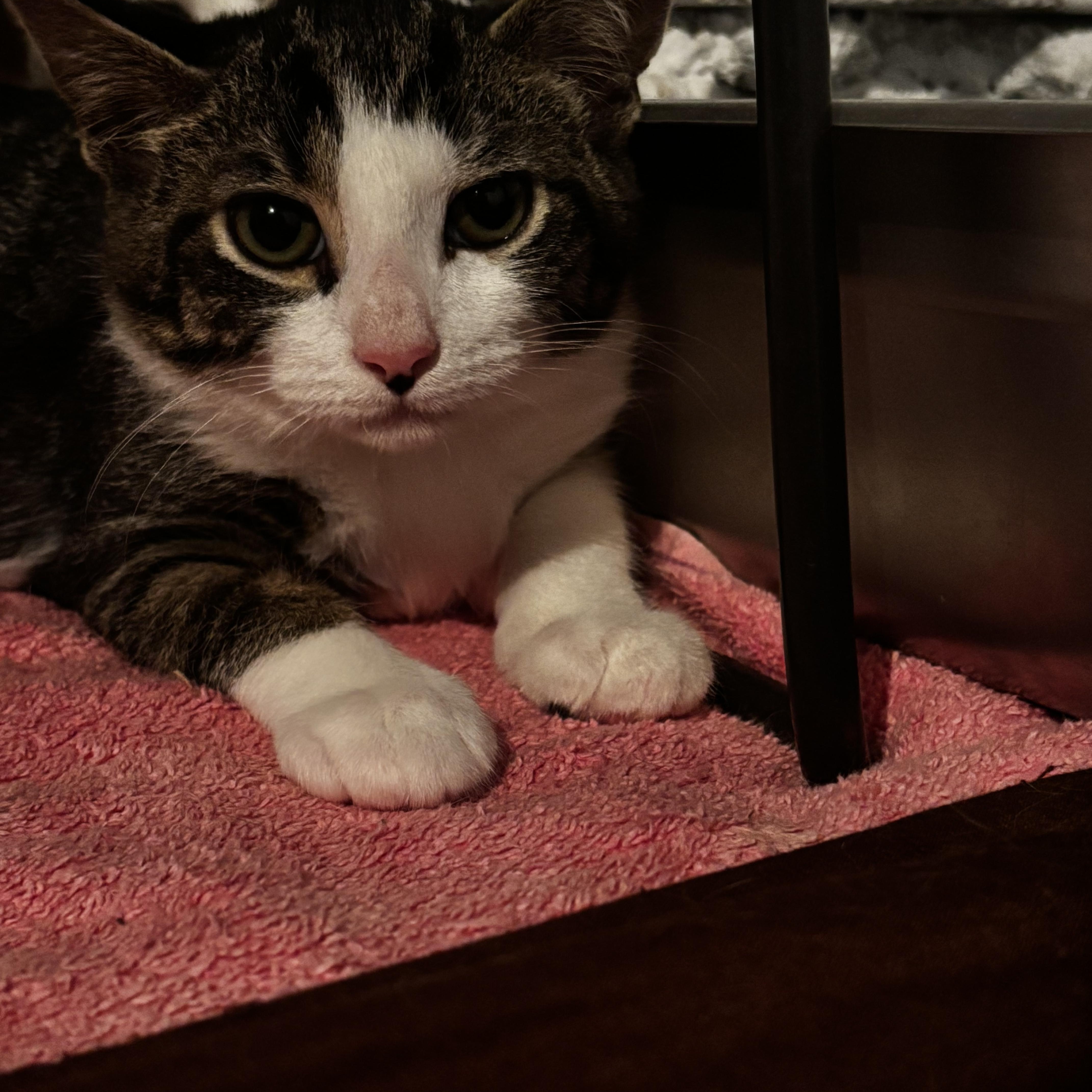 Enlarge MALIK, a Adoptable Domestic Short Hair in Pittsburgh, PA image 5/6