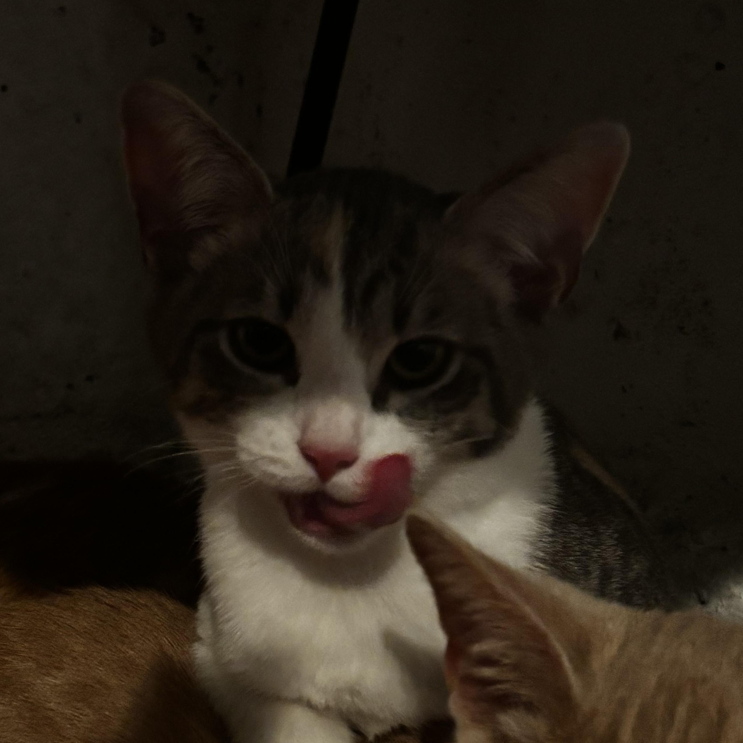 Enlarge MALIK, a Adoptable Domestic Short Hair in Pittsburgh, PA image 6/6