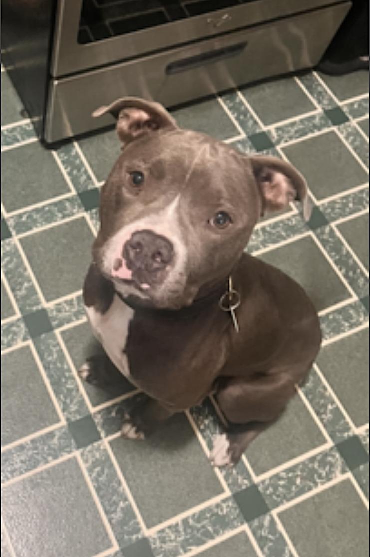Enlarge Jack, a Adoptable Pit Bull Terrier in Chicago, IL image 2/6