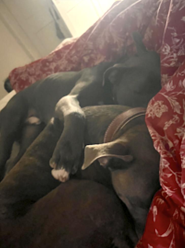 Enlarge Jack, a Adoptable Pit Bull Terrier in Chicago, IL image 5/6