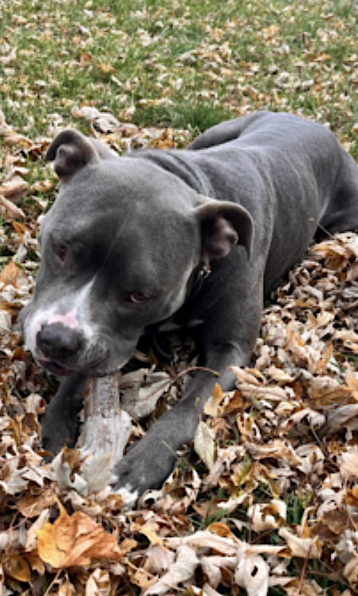 Enlarge Jack, a Adoptable Pit Bull Terrier in Chicago, IL image 4/6