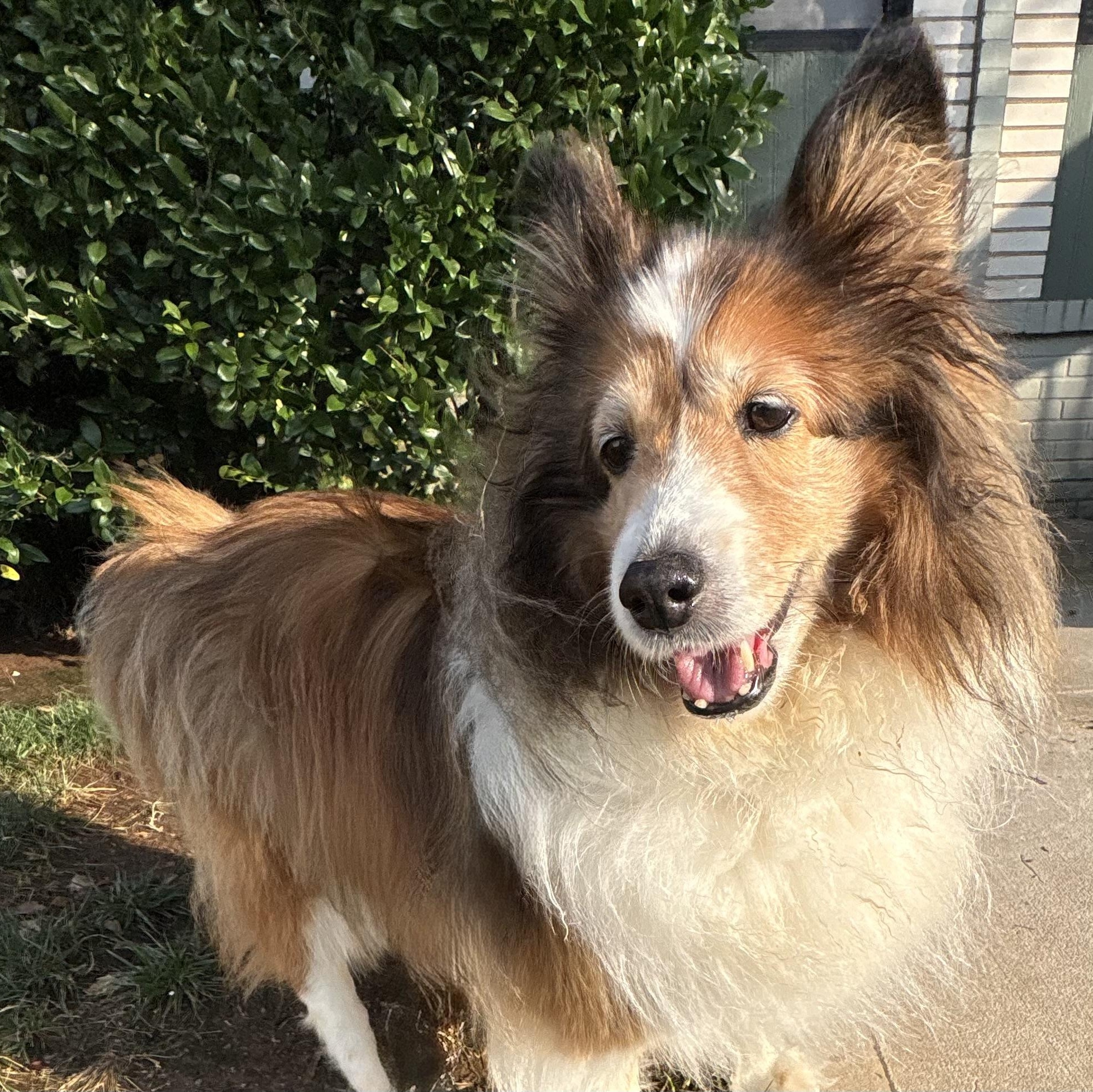 Hayley, adoptable, Senior Female Shetland Sheepdog / Sheltie.