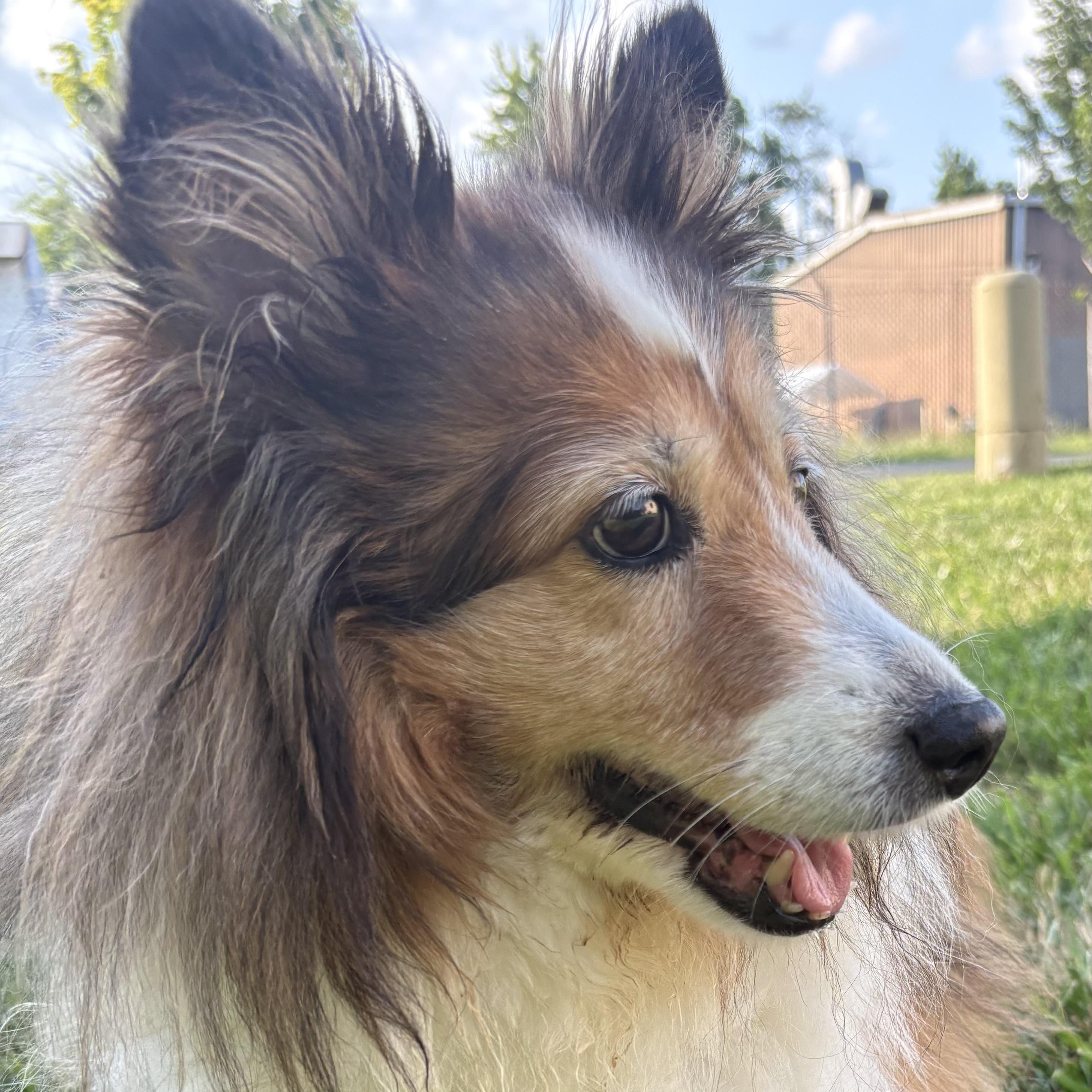 Hayley, an adoptable Shetland Sheepdog / Sheltie in Charlotte, NC image 2/2