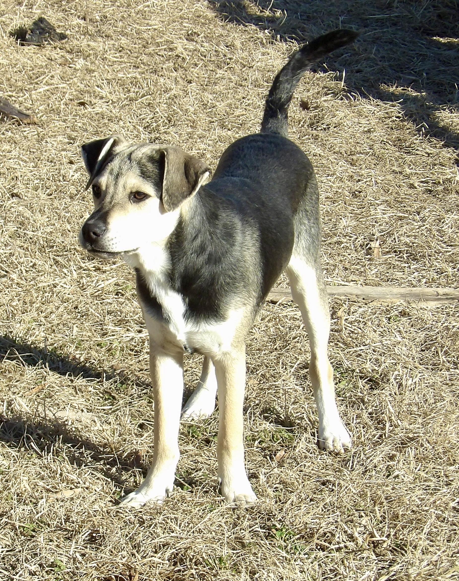 Griffin, Adoptable, Puppy Male Mixed Breed.
