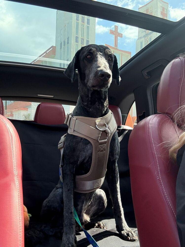 Romeo, Adoptable, Young Male Standard Poodle.