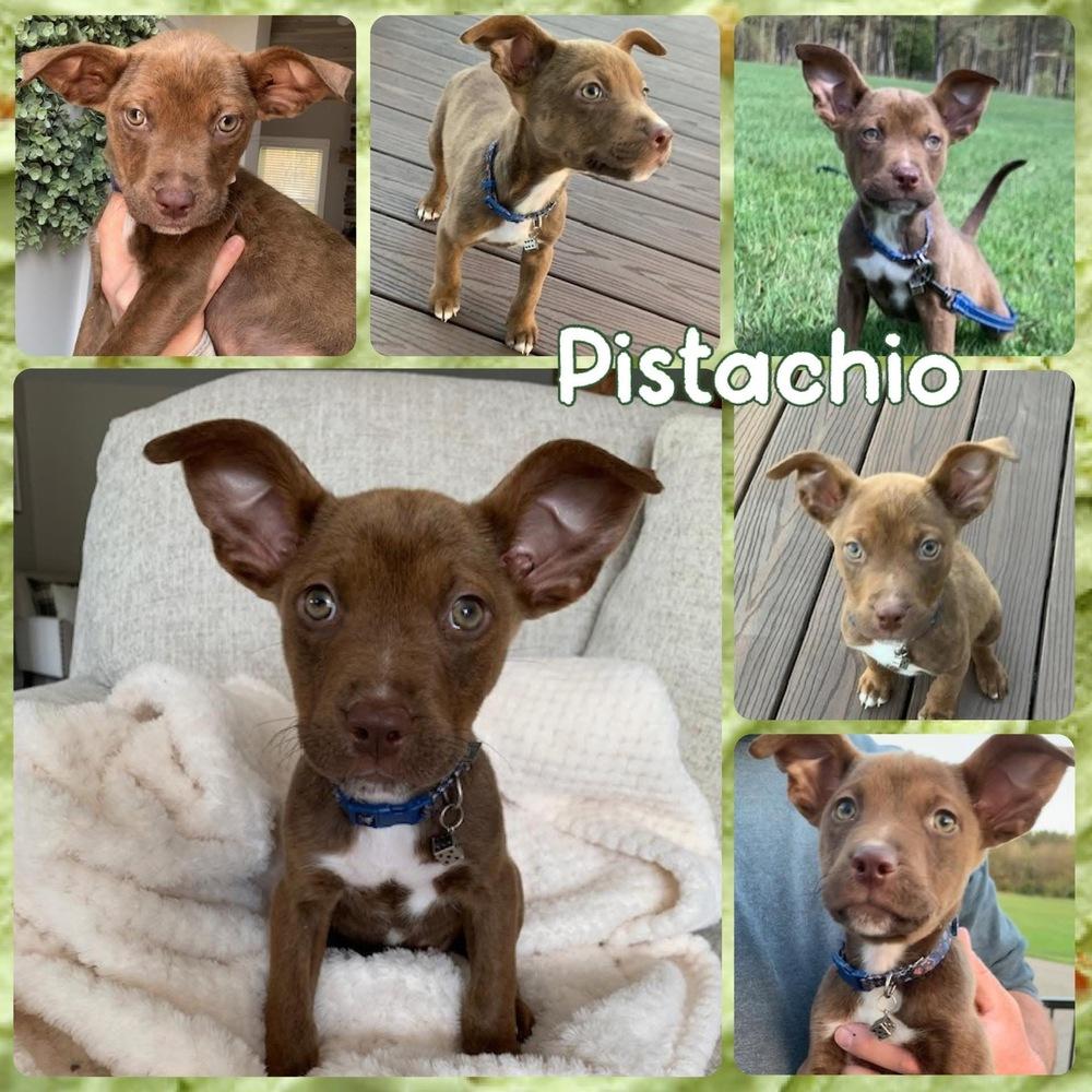 Pistachio, Adoptable, Puppy Male Mixed Breed.