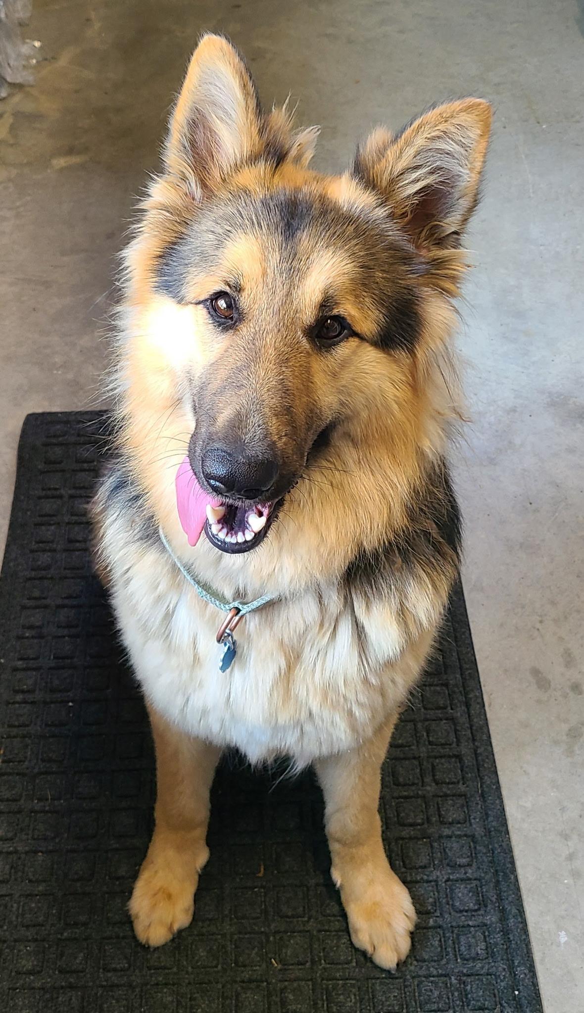 Sandy, Young Female German Shepherd Dog