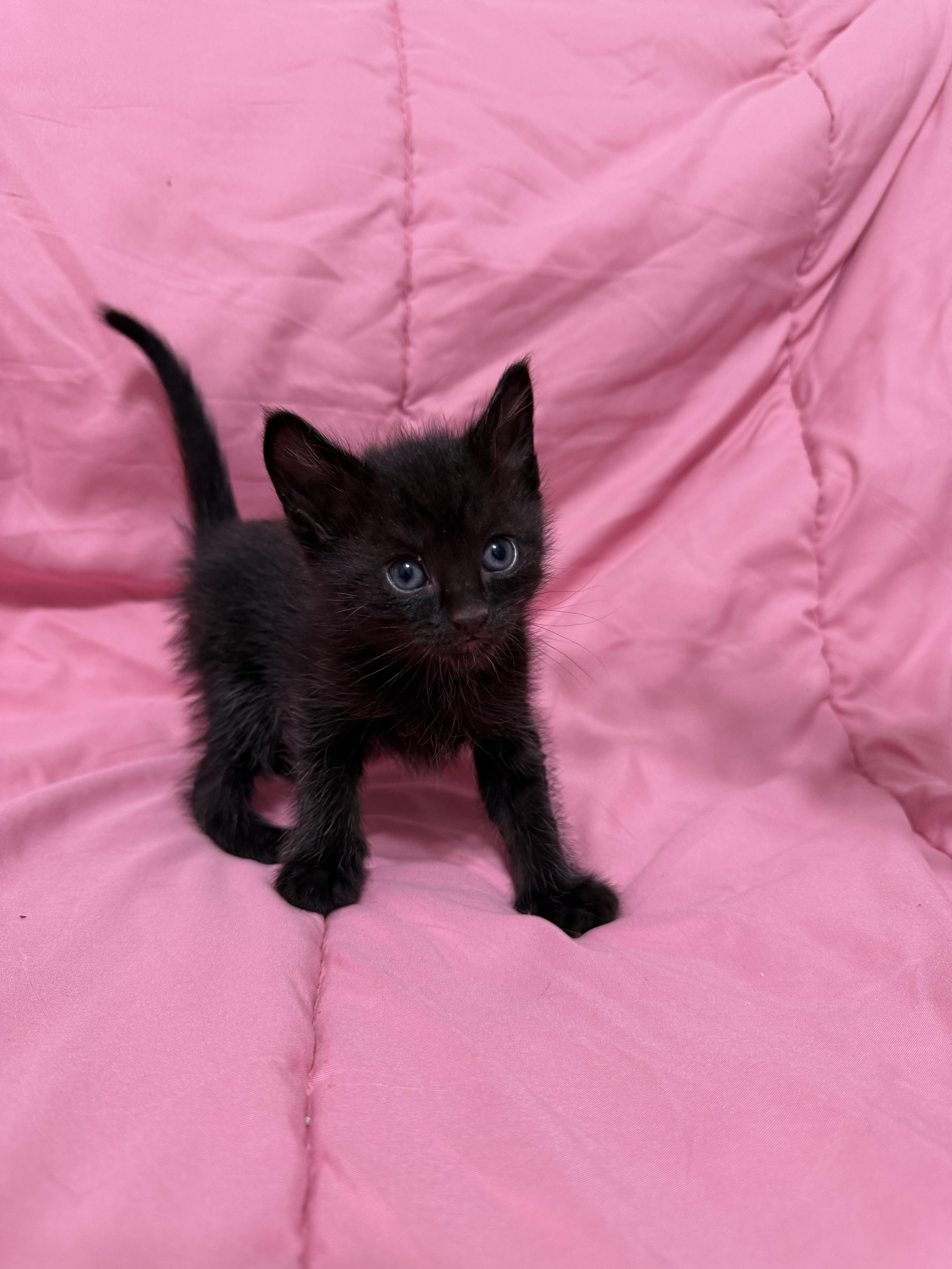 Swatch, Adoptable, Kitten Male Domestic Short Hair.