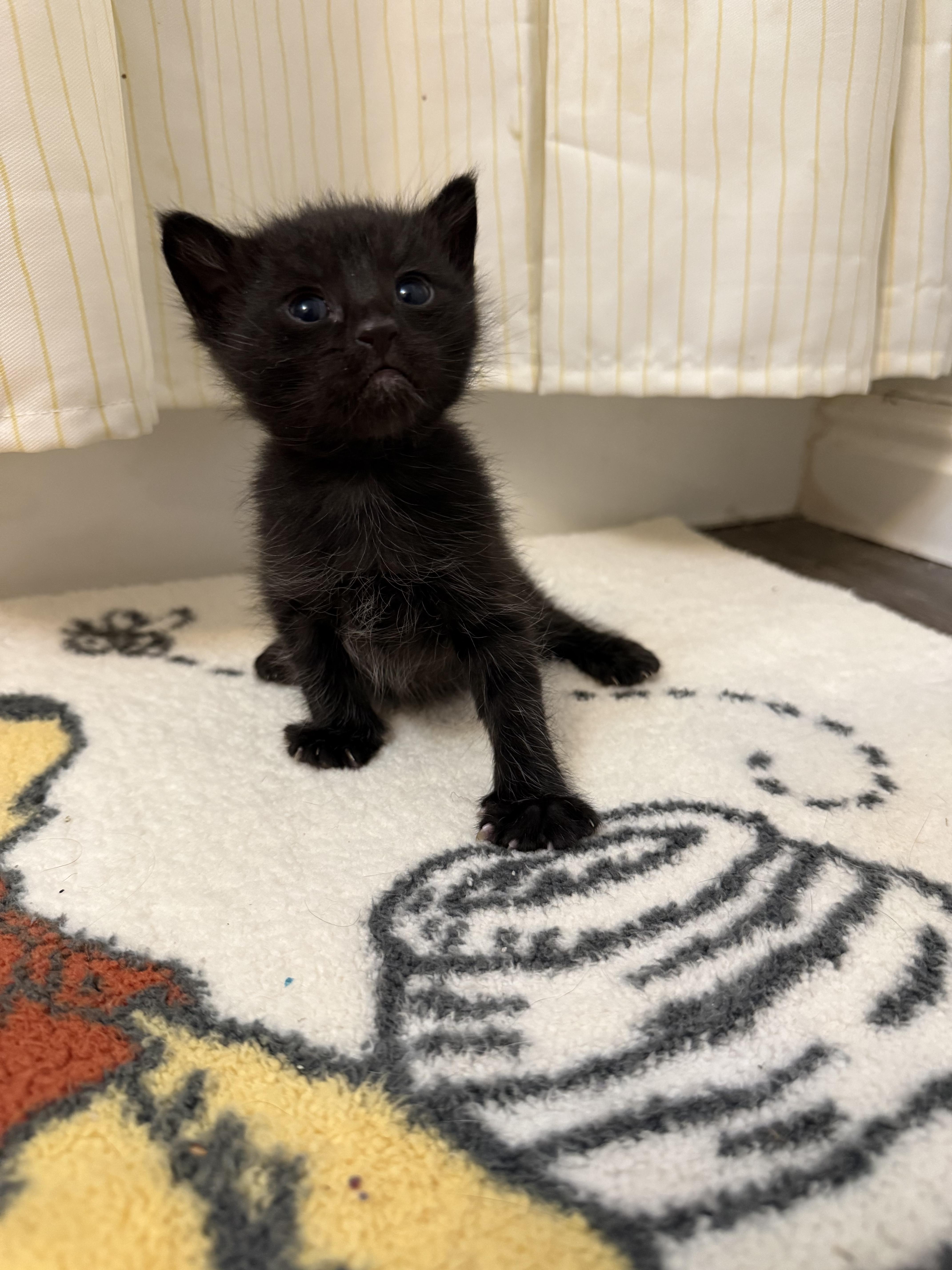 Enlarge Swatch, a Adoptable Domestic Short Hair in Fruit Heights, UT image 3/3