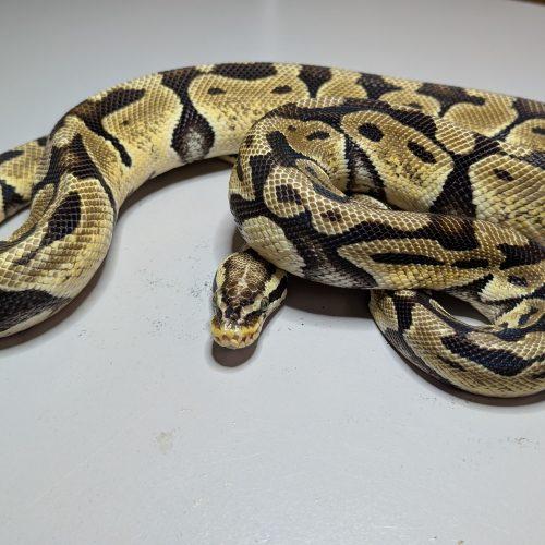 Darren, ADOPTABLE, Adult Male Ball Python.