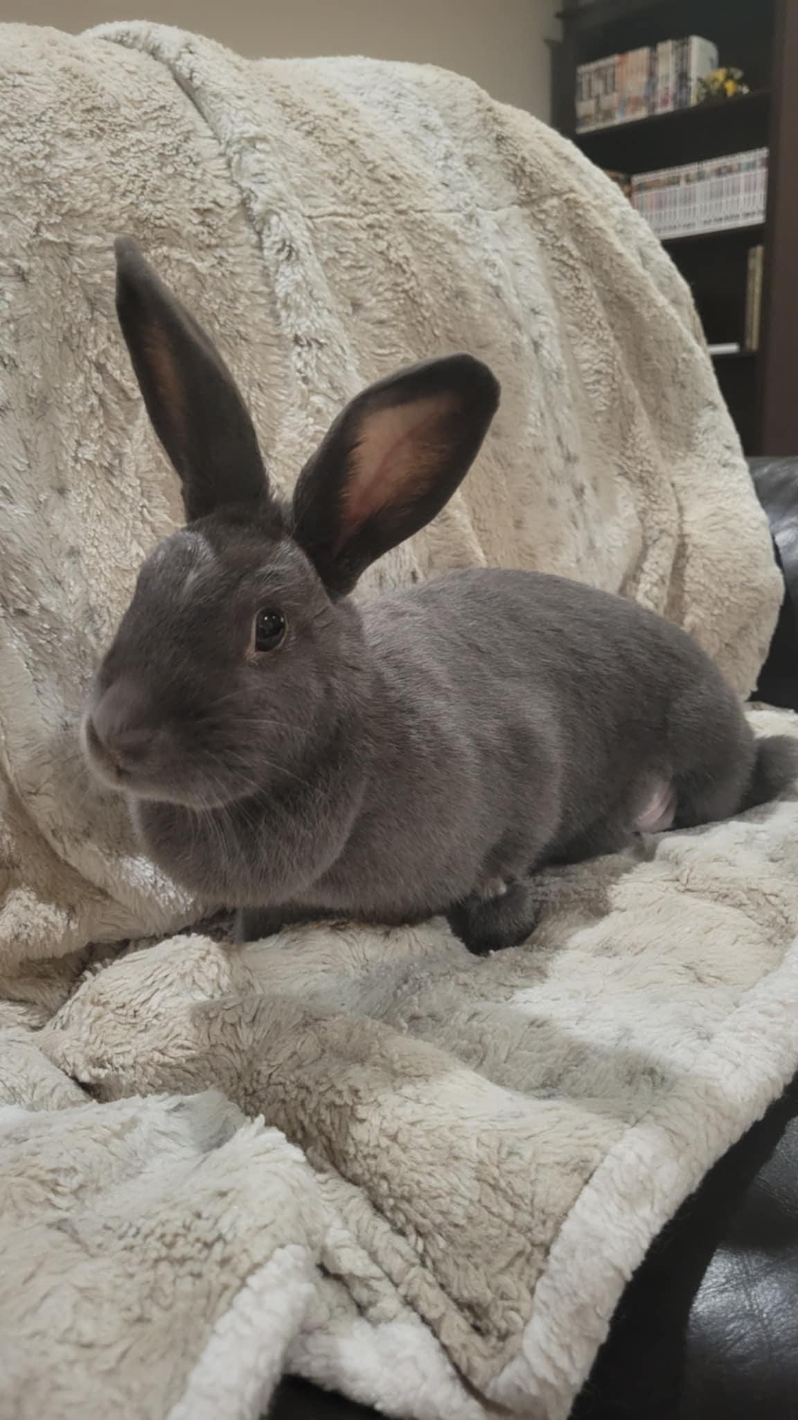Sparrow, Adoptable, Adult Female American & Flemish Giant.