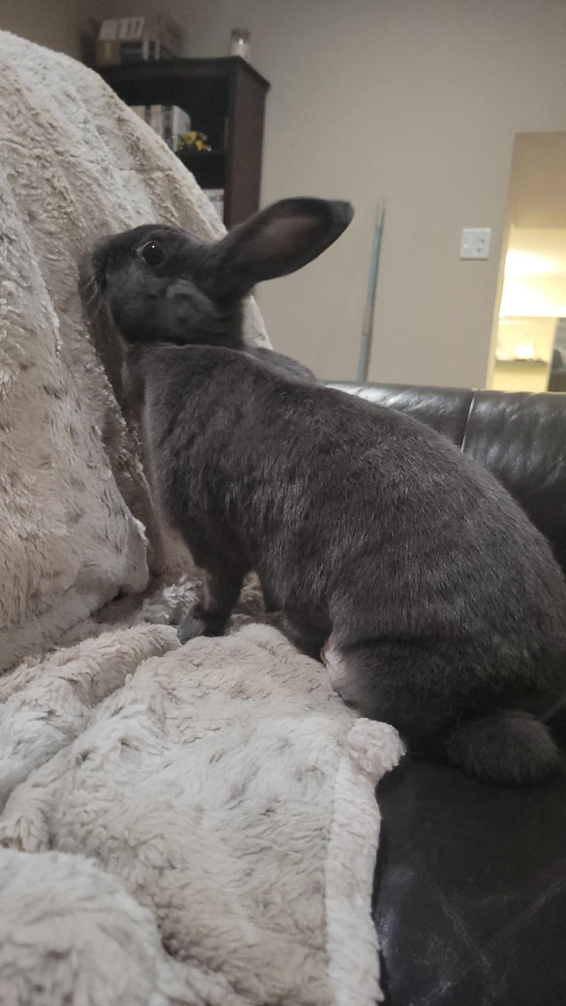 Enlarge Sparrow, a Adoptable mixed breed in Sauk Village, IL image 3/3