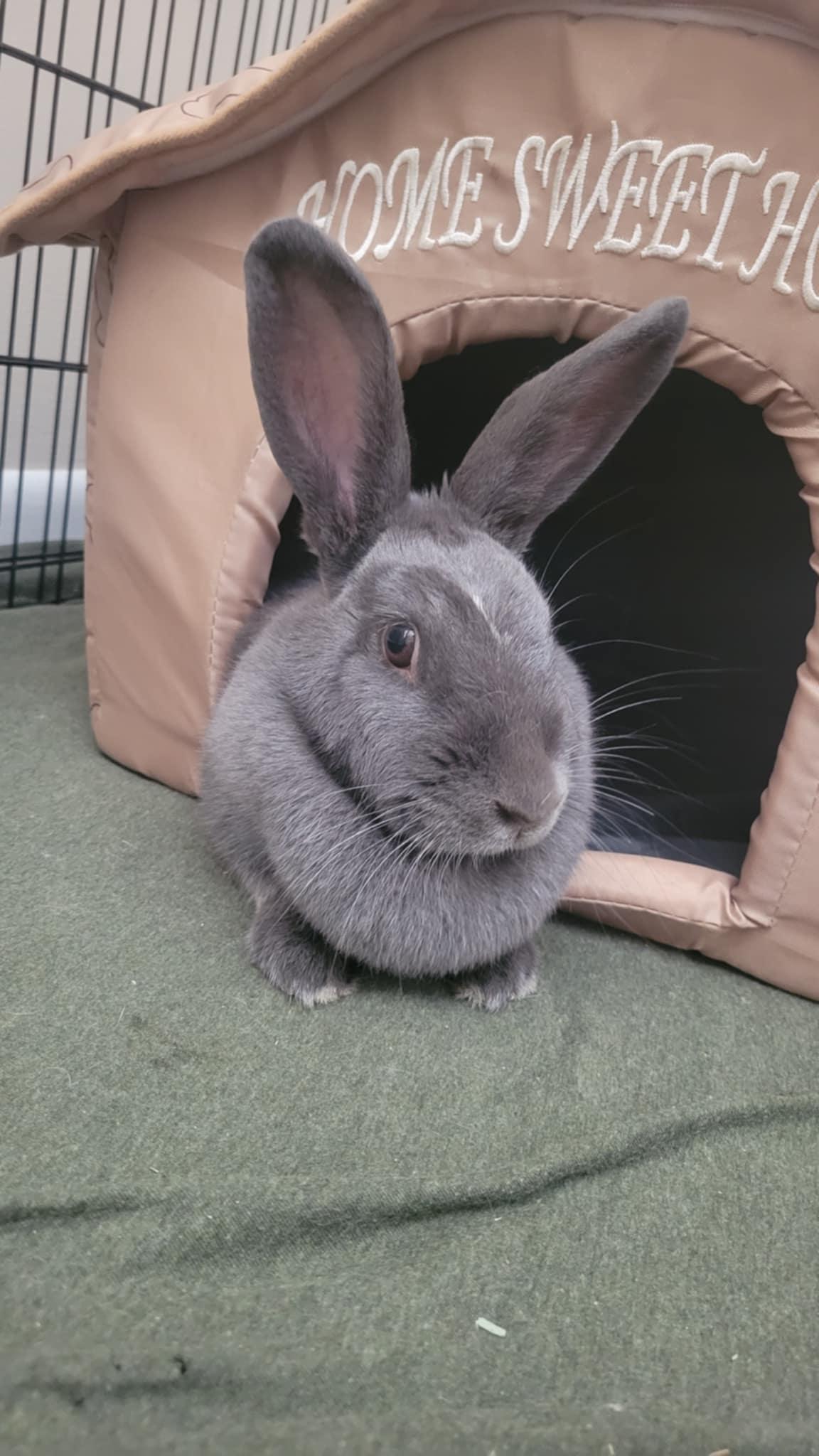 Enlarge Sparrow, a Adoptable mixed breed in Sauk Village, IL image 2/3