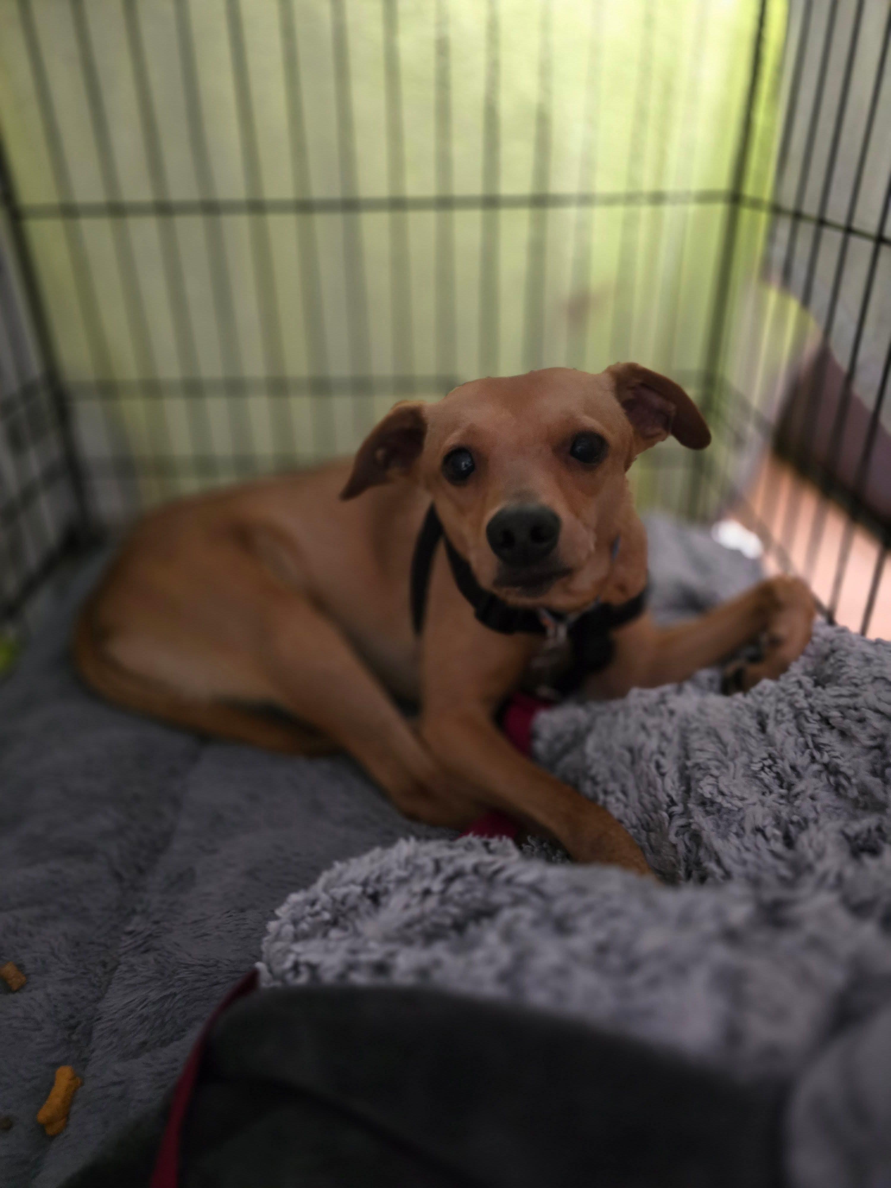 Miggy, a Adoptable mixed breed in Portland, ME image 5/5