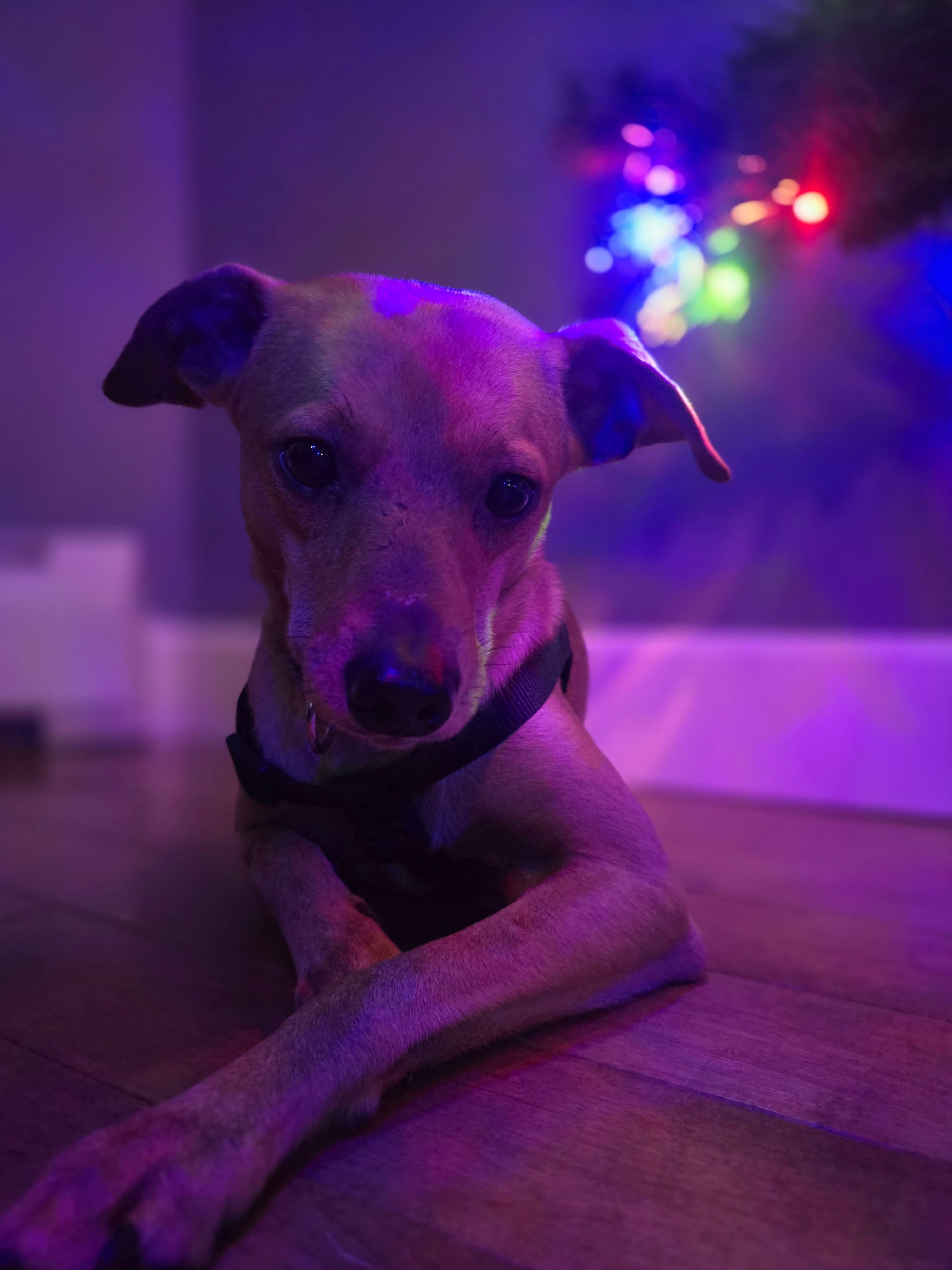 Miggy, Adoptable, Adult Male Chihuahua.