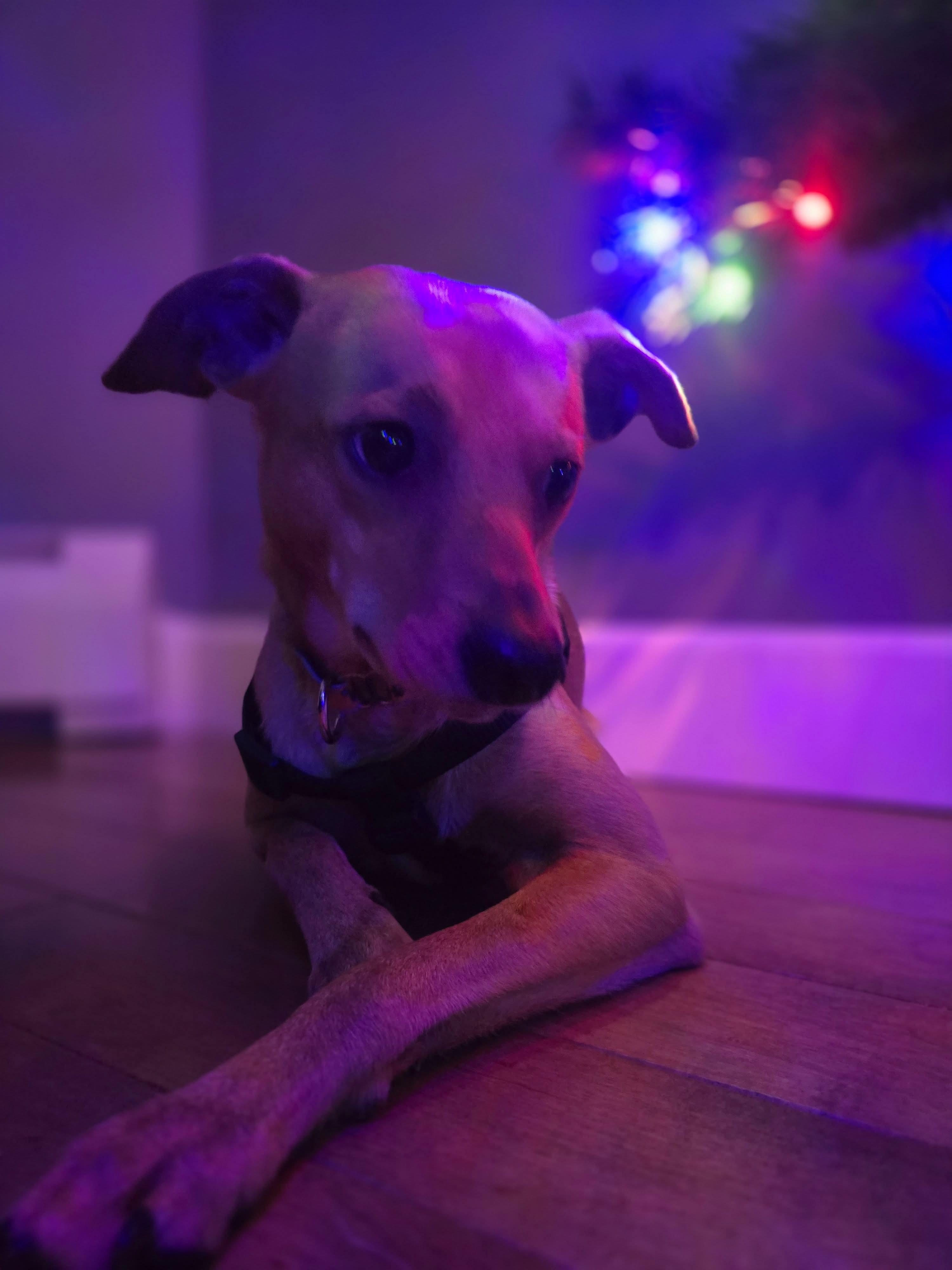 Miggy, a Adoptable mixed breed in Portland, ME image 4/5