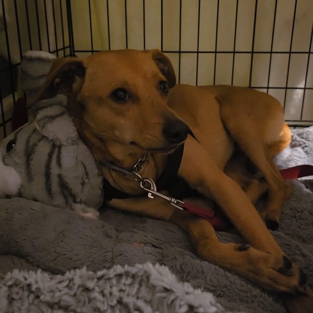 Miggy, a Adoptable mixed breed in Portland, ME image 3/5