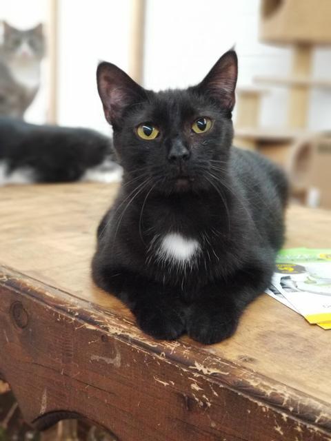 Soot, Adoptable, Adult Female Domestic Short Hair.