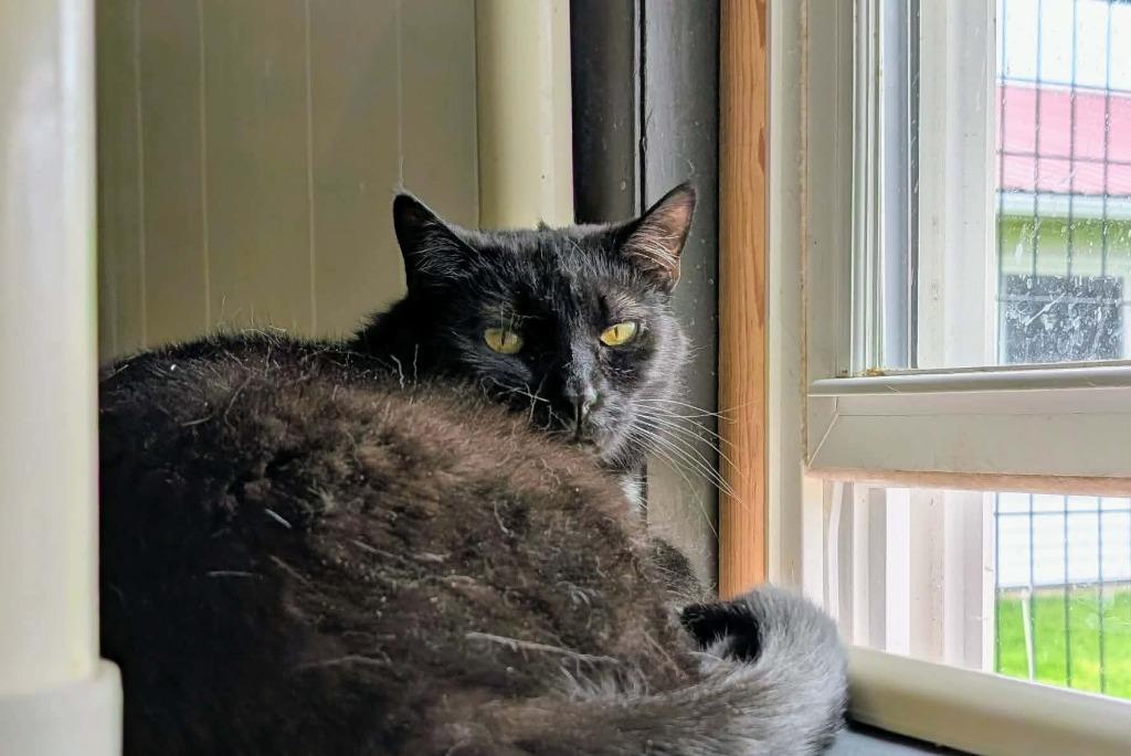 Soot, Adoptable, Senior Female Domestic Short Hair.