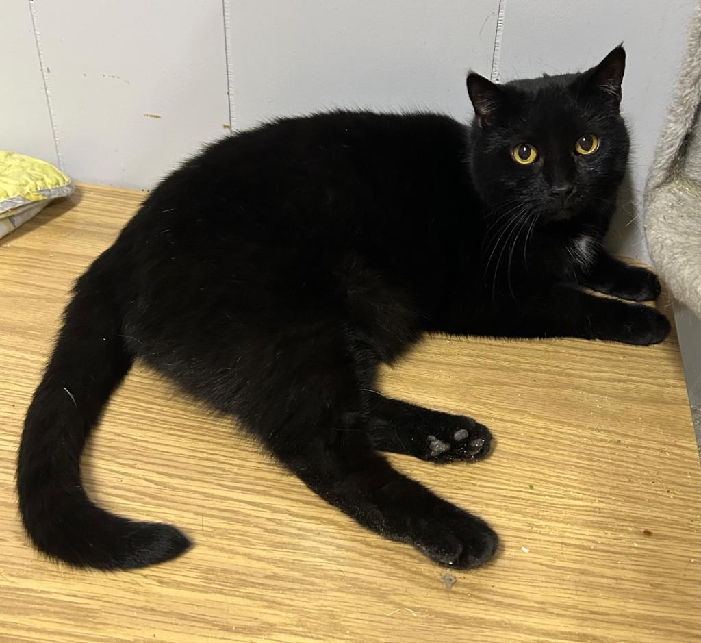 Soot, a Adoptable mixed breed in Portland, IN image 1/4