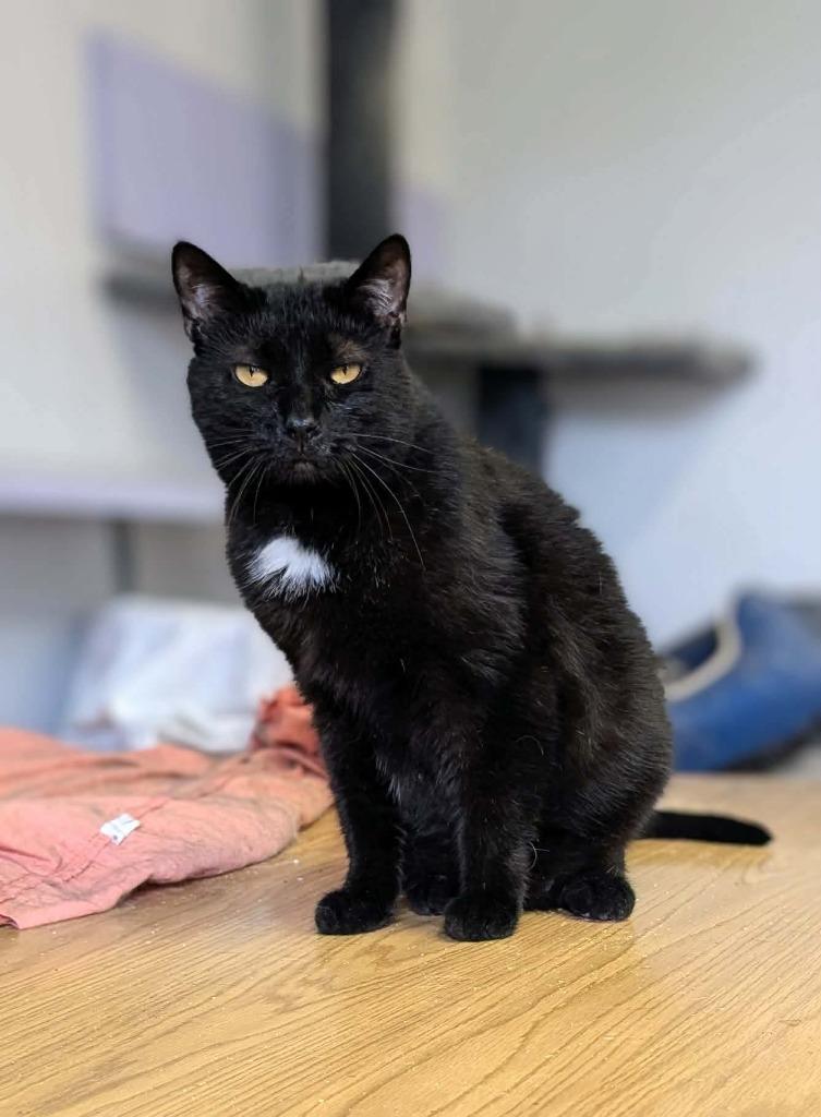 Soot, a Adoptable mixed breed in Portland, IN image 3/4