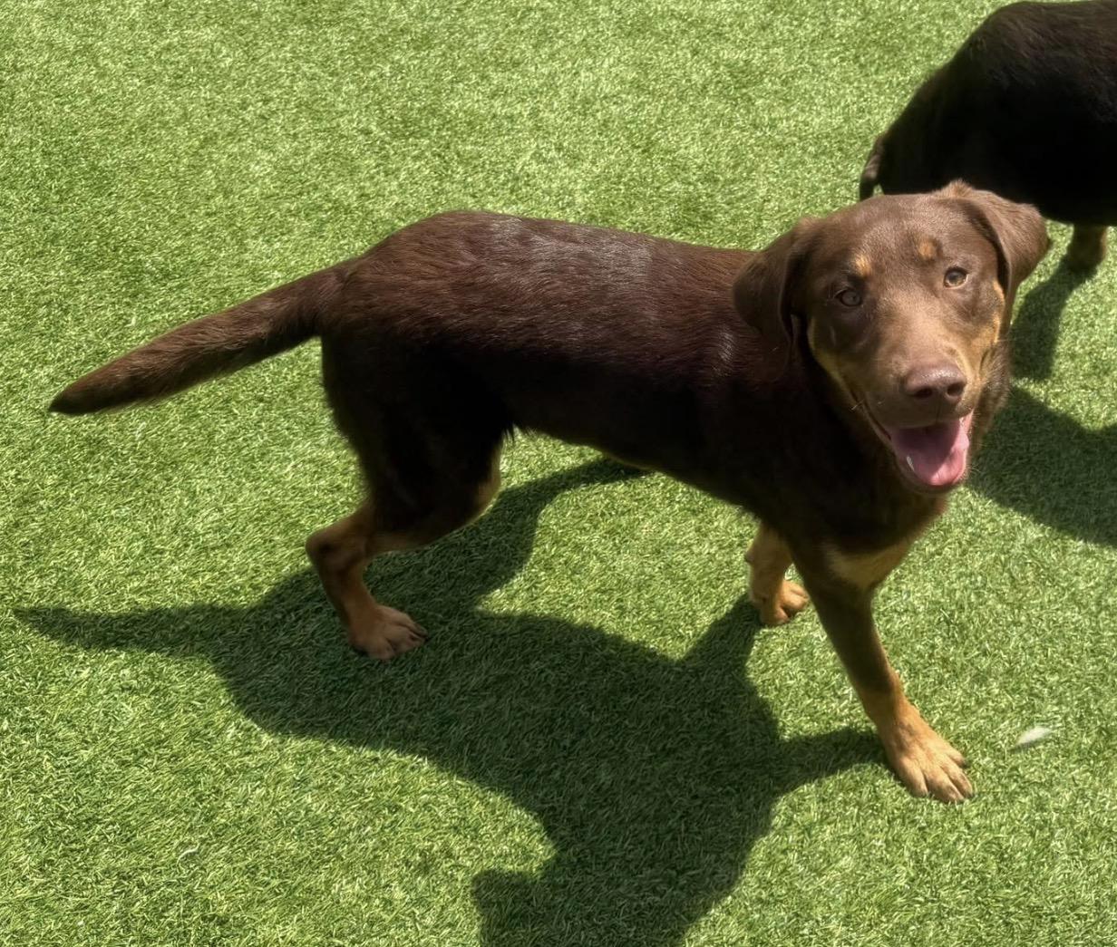 Enlarge Reese, a ADOPTABLE Labrador Retriever in Kutztown, PA image 1/3