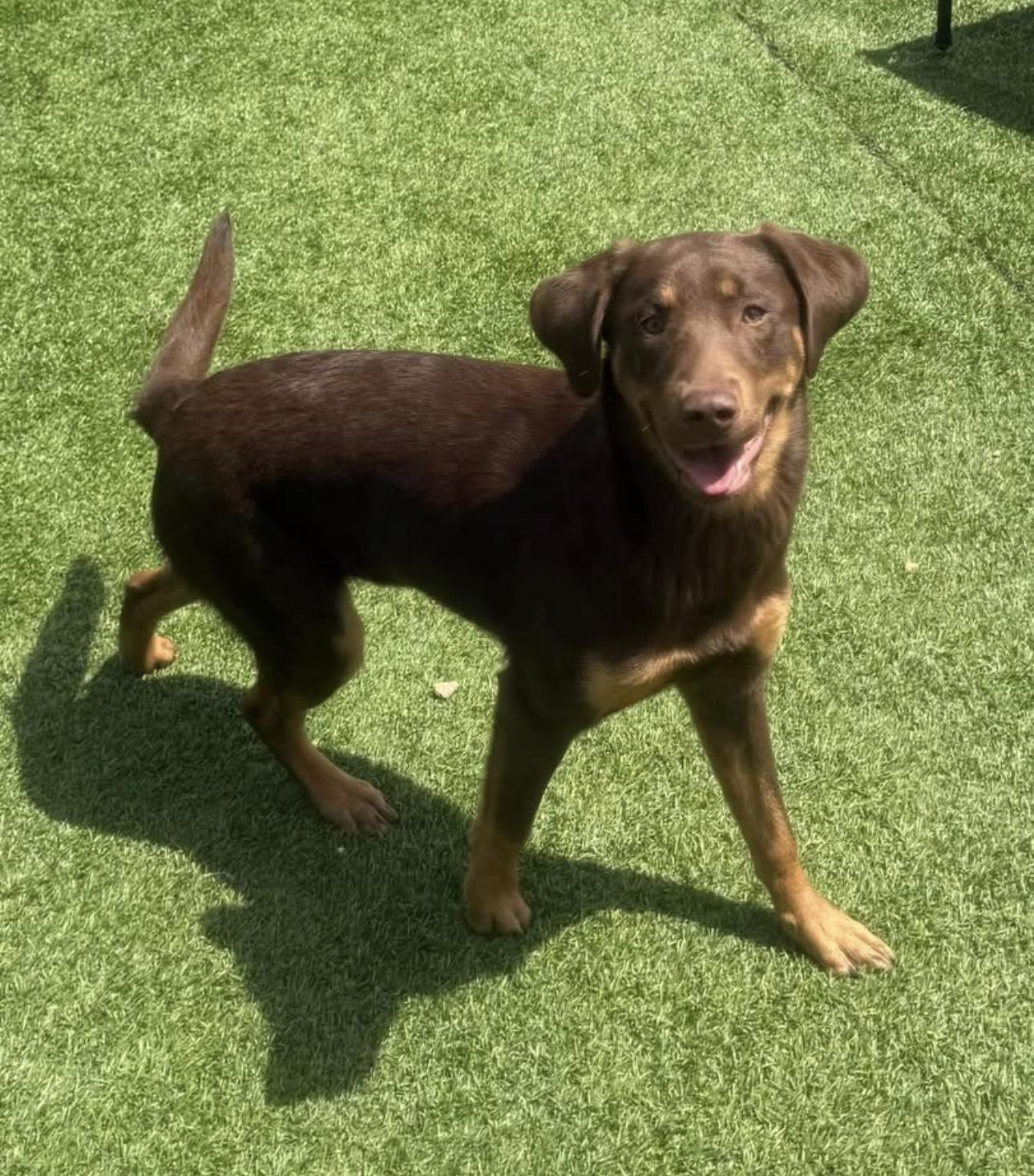 Enlarge Reese, a ADOPTABLE Labrador Retriever in Kutztown, PA image 3/3