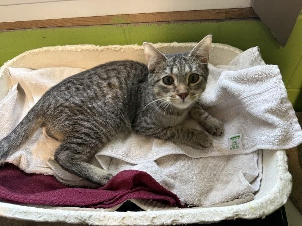 Fig, adopted, Young Male Domestic Short Hair & Tabby.