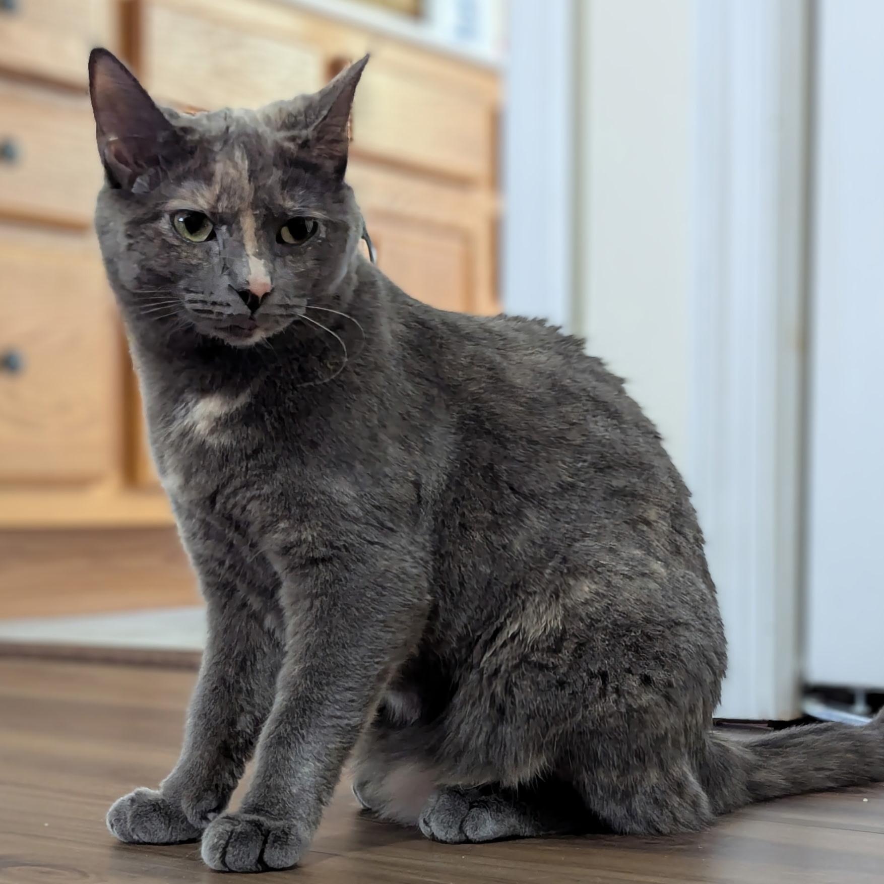 Ororo, Adoptable, Young Female Domestic Short Hair.