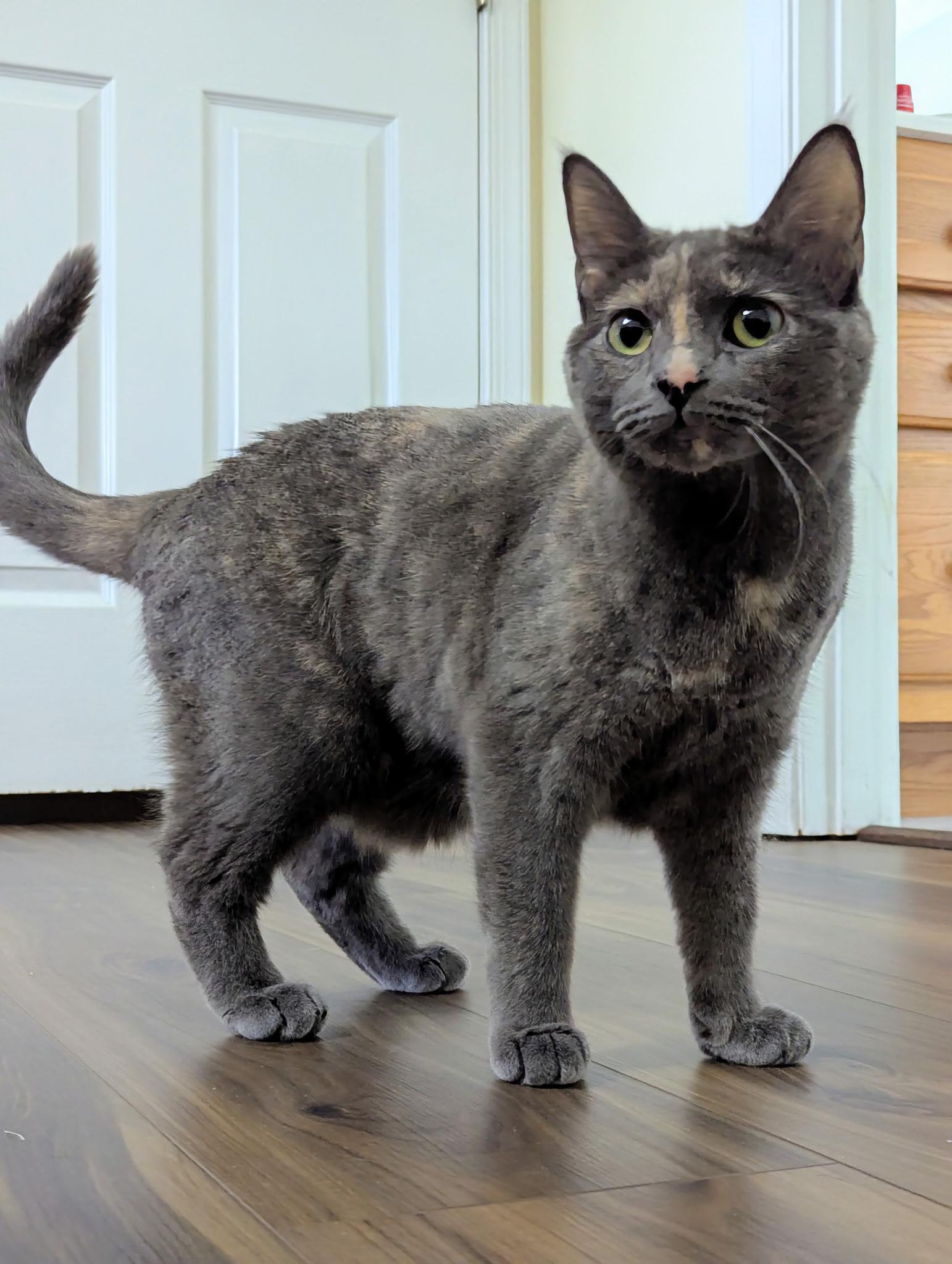 Enlarge Ororo, a Adoptable Domestic Short Hair in Winchester, VA image 2/3
