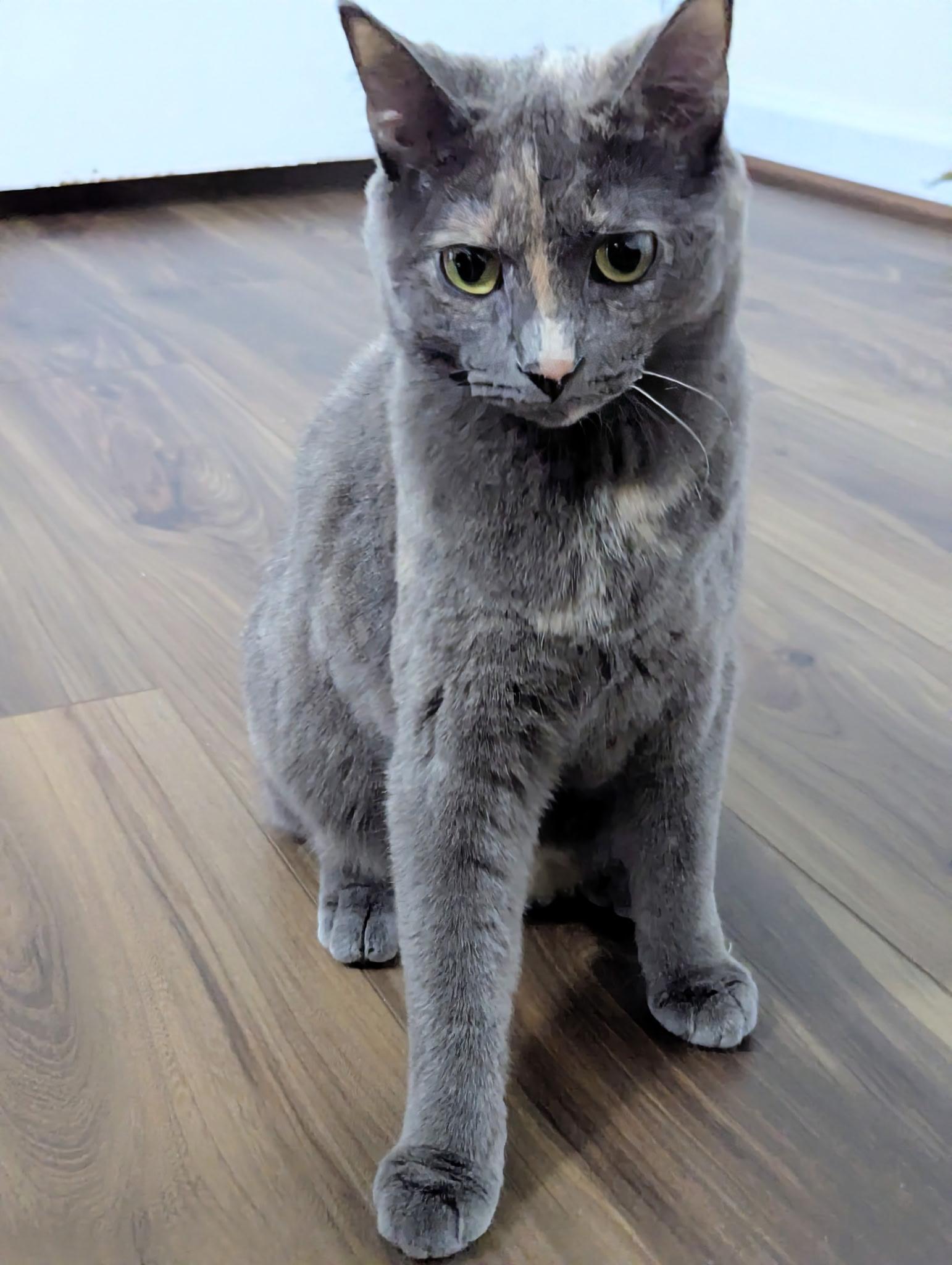 Enlarge Ororo, a Adoptable Domestic Short Hair in Winchester, VA image 3/3