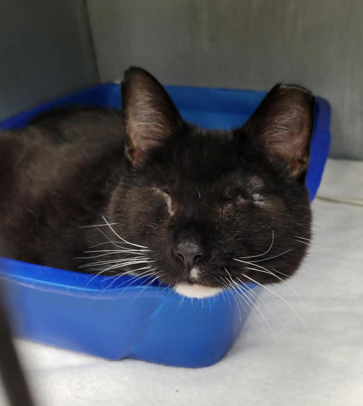 Boots, Adoptable, Adult Male Domestic Short Hair.