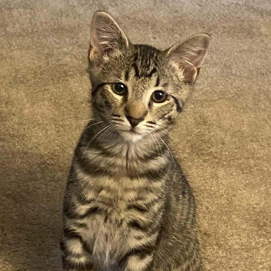 Mambo, ADOPTABLE, Kitten Male Domestic Short Hair & American Shorthair.