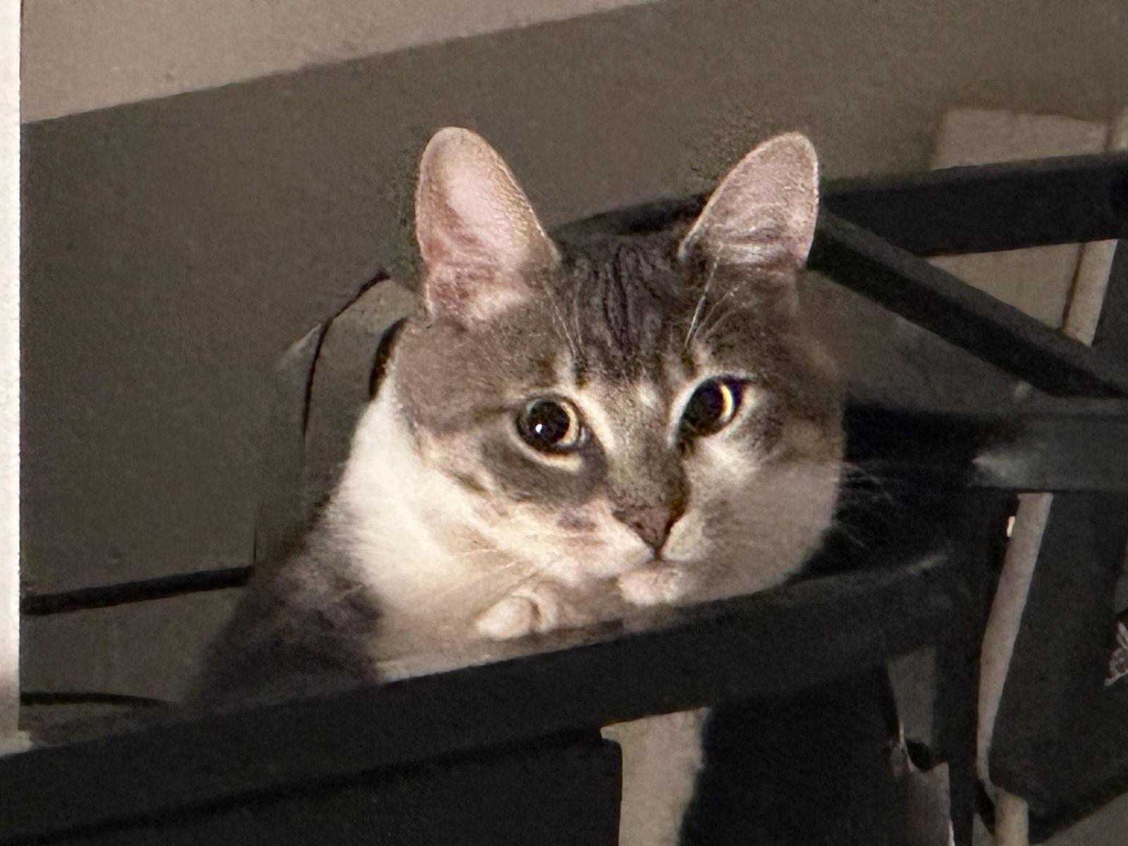 Enlarge SOLDIER - Offered by Owner - Friendly, FIV+, a Adoptable mixed breed in Hillsboro, OR image 1/3