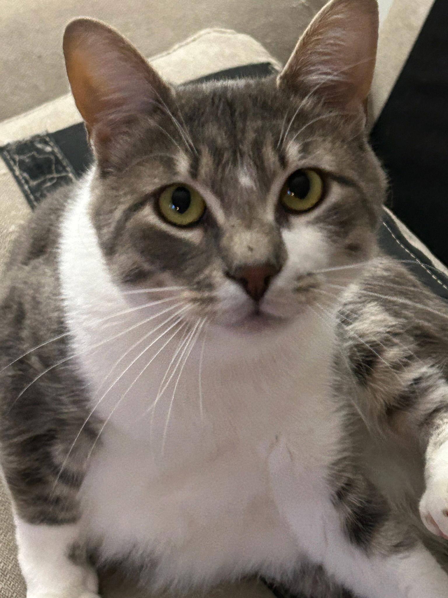 Enlarge SOLDIER - Offered by Owner - Friendly, FIV+, a Adoptable mixed breed in Hillsboro, OR image 2/3