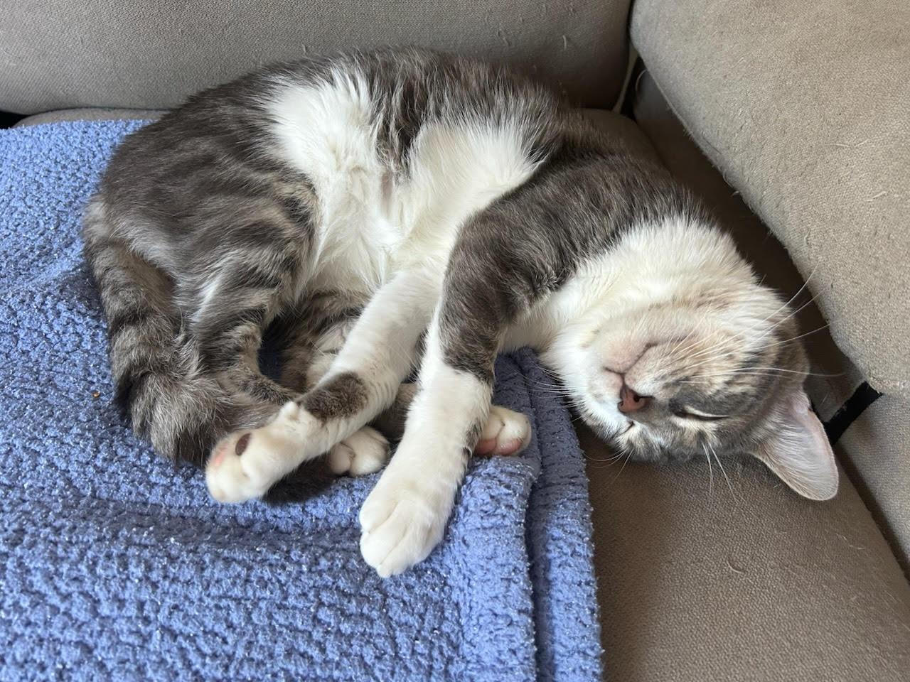 Enlarge SOLDIER - Offered by Owner - Friendly, FIV+, a Adoptable mixed breed in Hillsboro, OR image 3/3