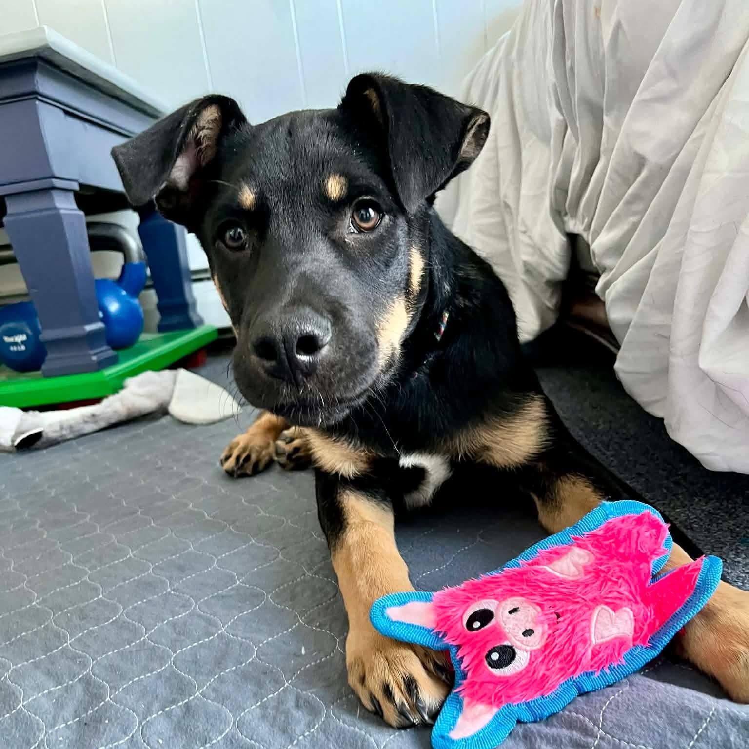 LeFou — thumbnail 2